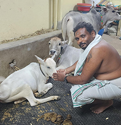 Gau Seva